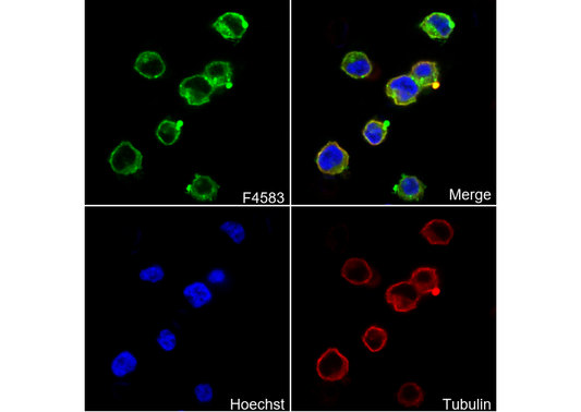MCT1/SLC16A1 Antibody