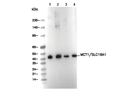 MCT1/SLC16A1 Antibody