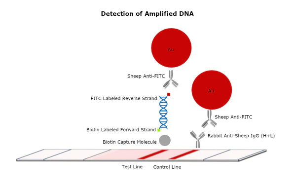 40nm Carboxyl (carboxyl-PEG3000-SH) Gold Nanoparticles
