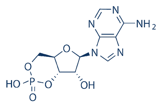 Adenosine Cyclophosphate