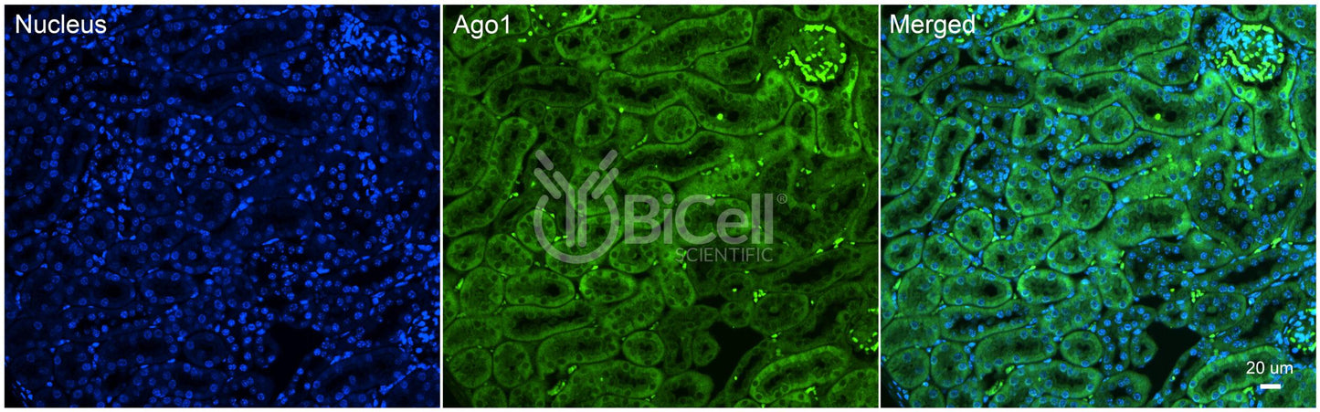 AGO1 Antibody - FFPE Validated