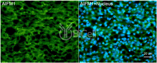 AIFM1 (AIF or AUNX1) Antibody
