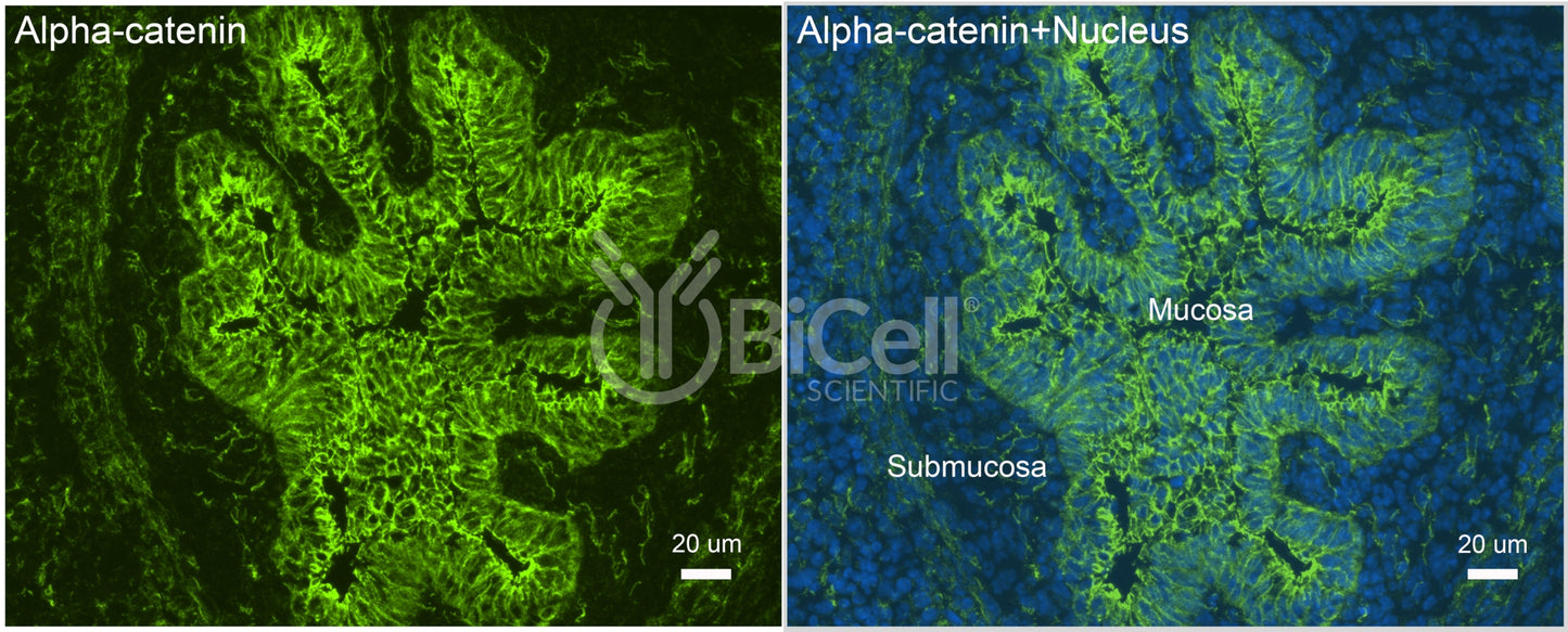 Alpha-catenin (Ctnna1) Antibody - FFPE Validated