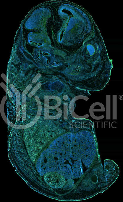 Alpha-catenin (Ctnna1) Antibody - Western Blot Validated