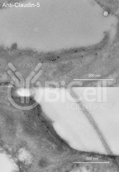 Claudin-5 (CLDN5) Antibody - Western Blot Validated