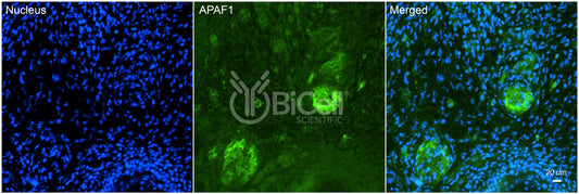 APAF1 (CED4) Antibody - Western Blot Validated