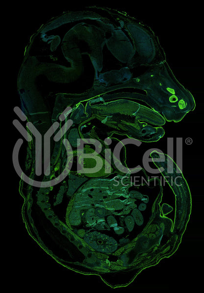 Aquaporin-3 (AQP3) Antibody