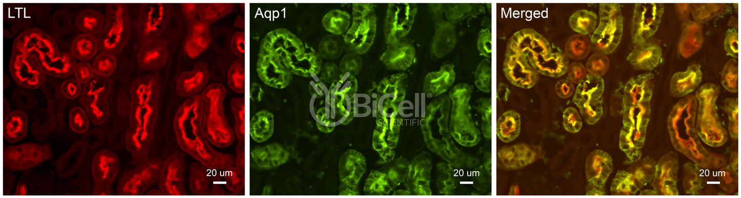 Aquaporin-1 (AQP1) Antibody - Western Blot Validated