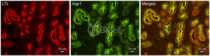 Aquaporin-1 (AQP1) Antibody