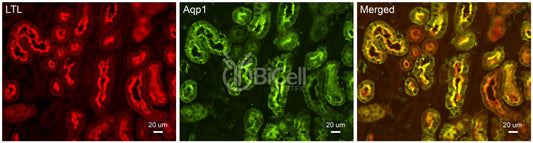 Aquaporin-1 (AQP1) Antibody - FFPE Validated