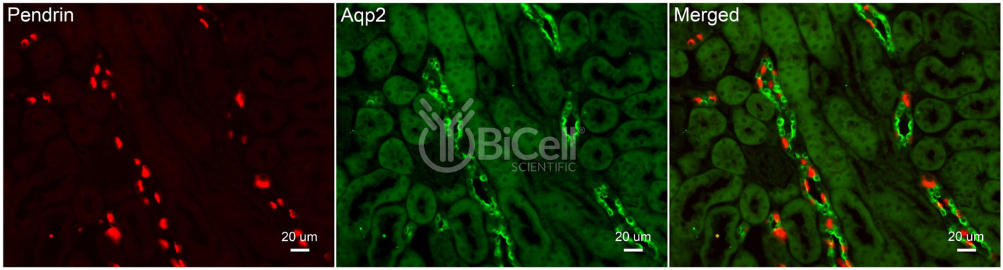 Aquaporin-2 (AQP2) (Rat) Antibody