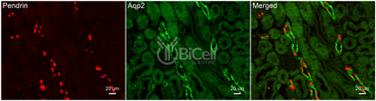 Aquaporin-2 (AQP2) (Rat) Antibody - FFPE Validated