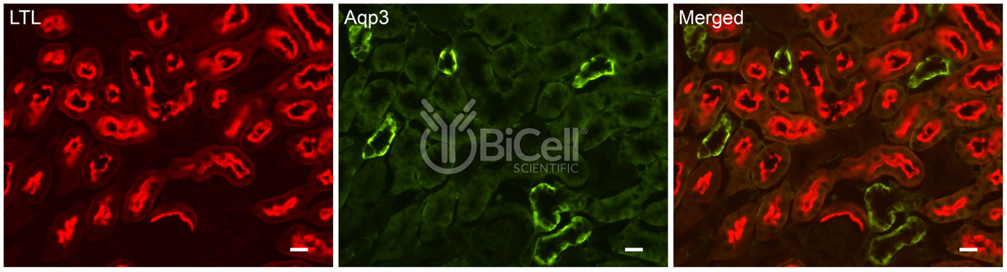 Aquaporin-3 (AQP3) Antibody