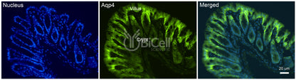 Aquaporin-4 (AQP4) Antibody - Western Blot Validated