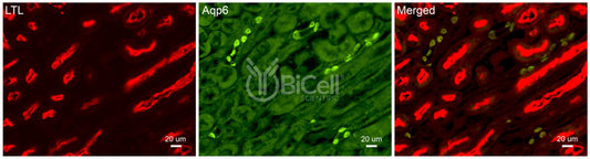 Aquaporin-6 (AQP6) Antibody - Western Blot Validated