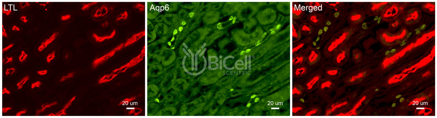 Aquaporin-6 (AQP6) Antibody - FFPE Validated