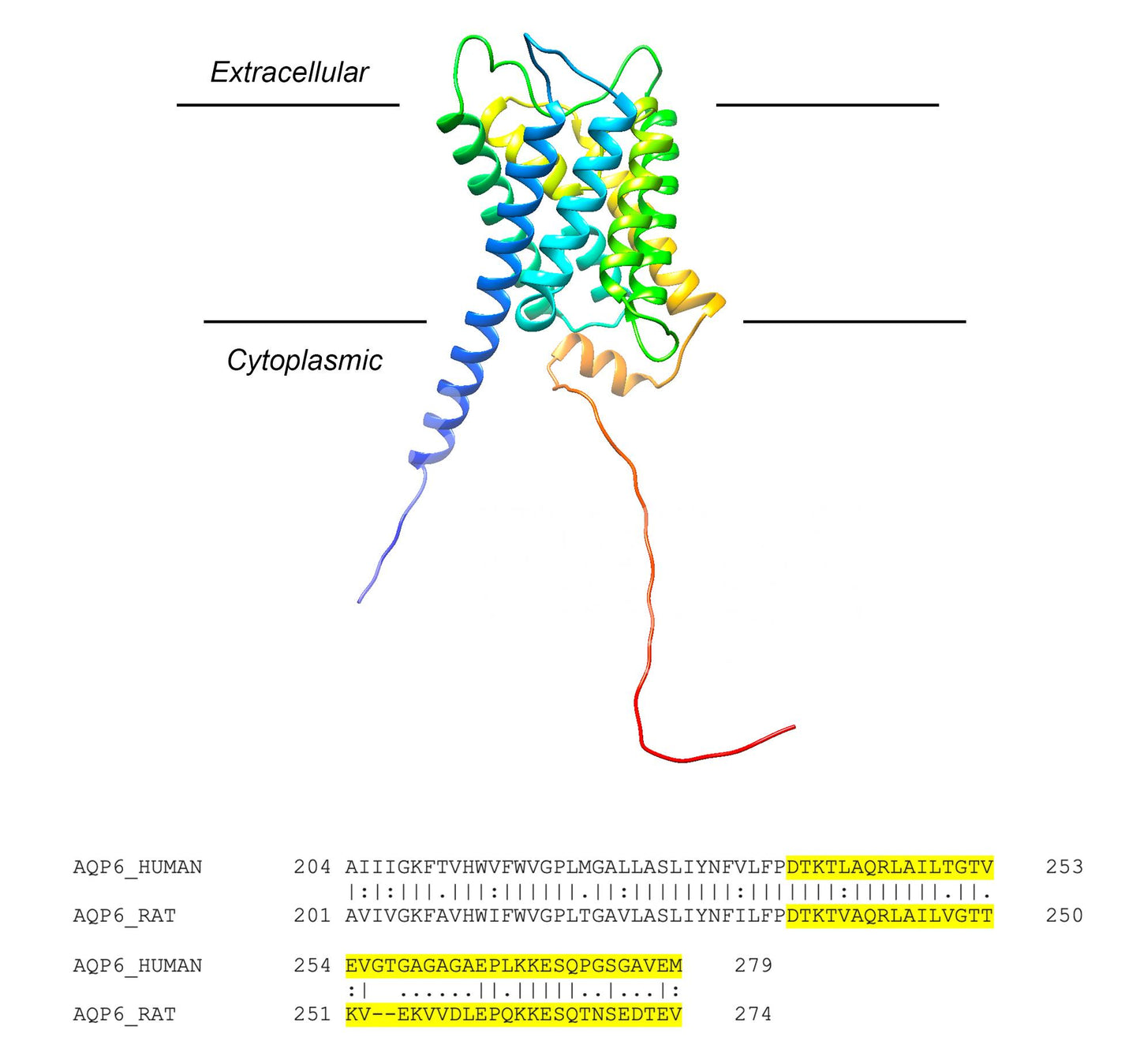 Aquaporin-6 (AQP6) (Human) Antibody - FFPE Validated
