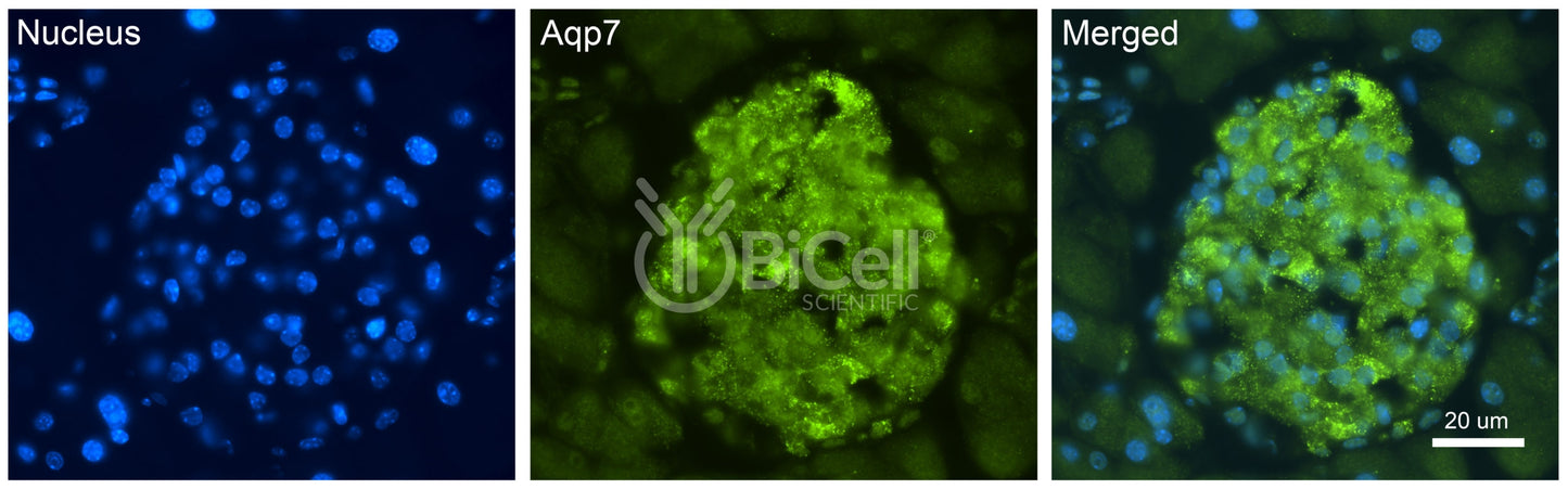 Aquaporin-7 (AQP7) Antibody - FFPE Validated