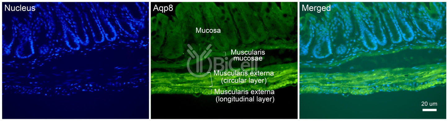 Aquaporin-8 (AQP8) Antibody