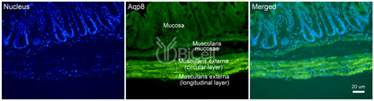 Aquaporin-8 (AQP8) Antibody