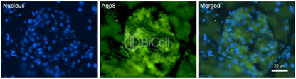 Aquaporin-8 (AQP8) Antibody - FFPE Validated