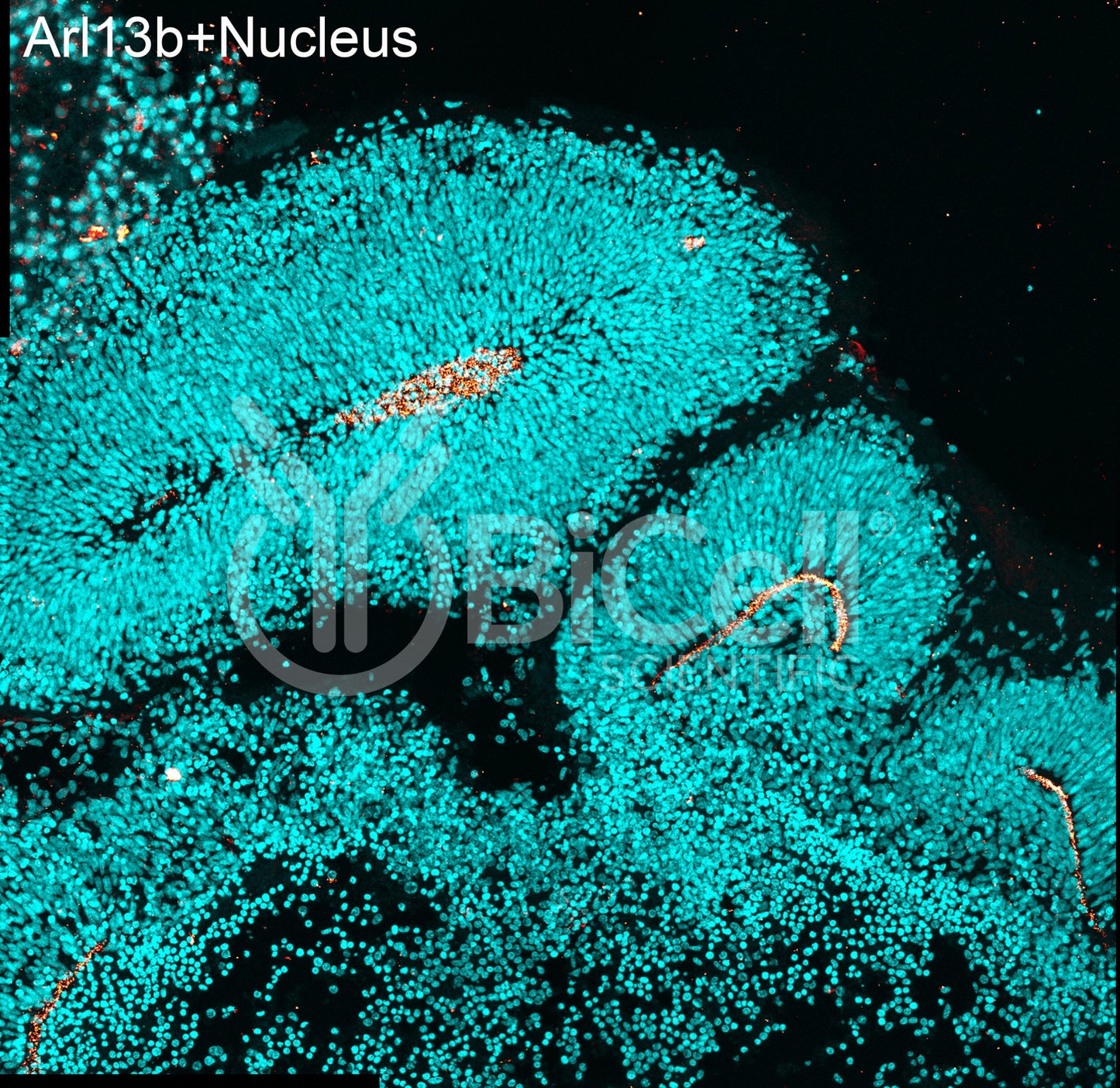 ARL13B (ARL2L1) HiRe Antibody - Western Blot Validated