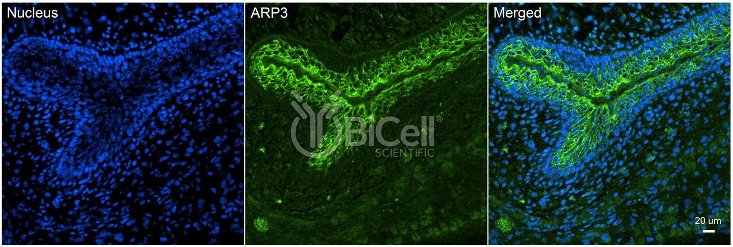 ACTR3 (ARP3) Antibody - Western Blot Validated