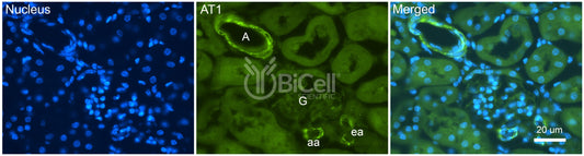 AGTR1 (AT1) Antibody - Western Blot Validated