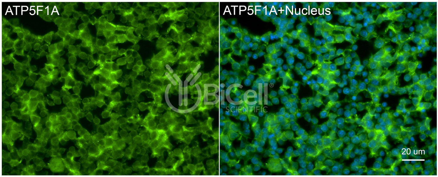 ATP5F1A (ATP5A) Antibody - Western Blot Validated
