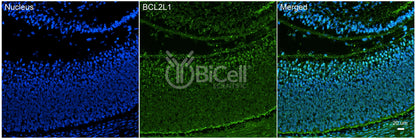 BCL2L1 (Bcl-X) Antibody