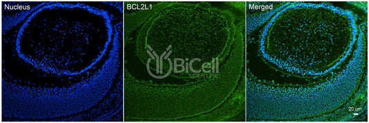 BCL2L1 (Bcl-X) Antibody - Western Blot Validated