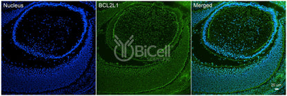 BCL2L1 (Bcl-X) Antibody