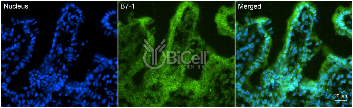 B7-1 (CD80) Antibody - Western Blot Validated