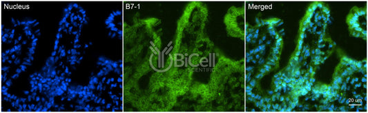 B7-1 (CD80) Antibody - FFPE Validated