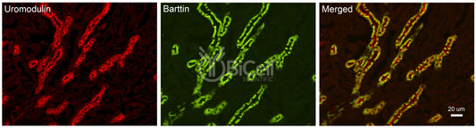 Barttin (BSND) Antibody