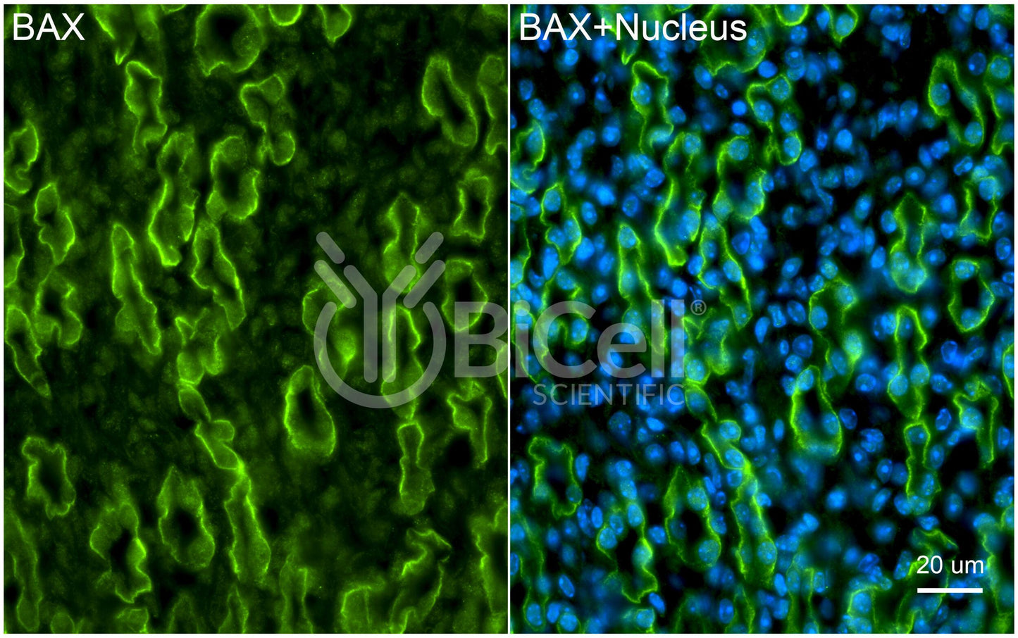 BAX (BCL2L4) Antibody