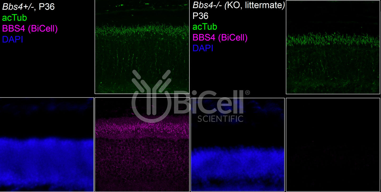 BBS4 Antibody - Western Blot Validated