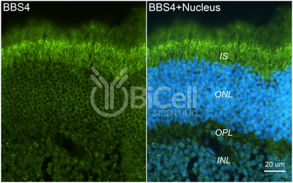 BBS4 Antibody - Western Blot Validated