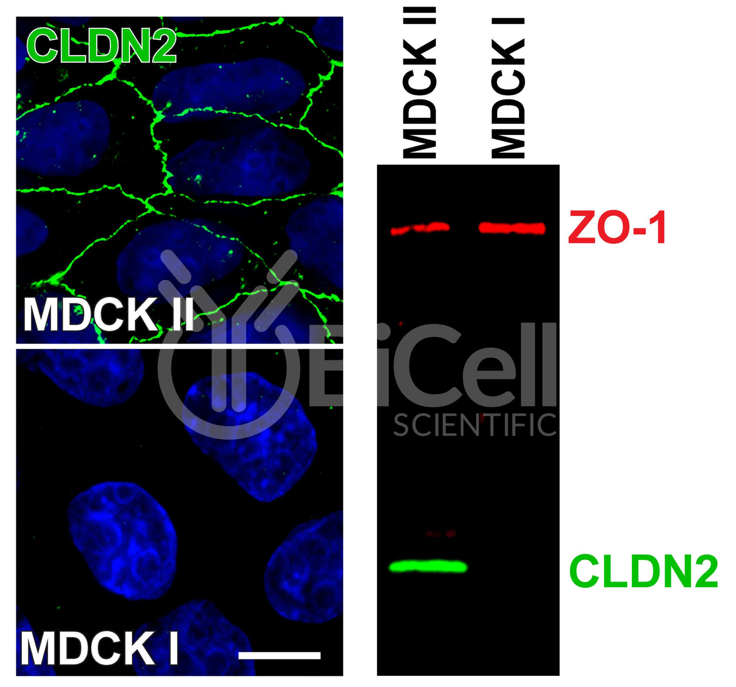Claudin-2 (CLDN2) Monoclonal Antibody (G2 Clone) - Western Blot Validated