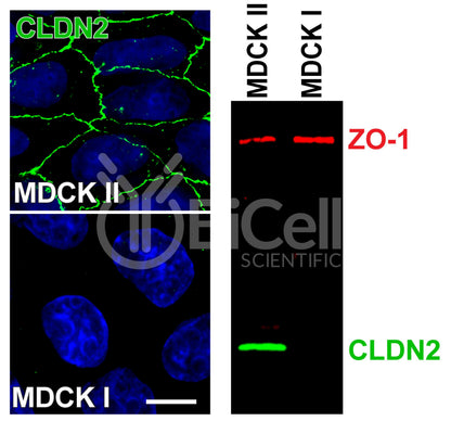 Claudin-2 (CLDN2) Monoclonal Antibody (G2 Clone) - Western Blot Validated