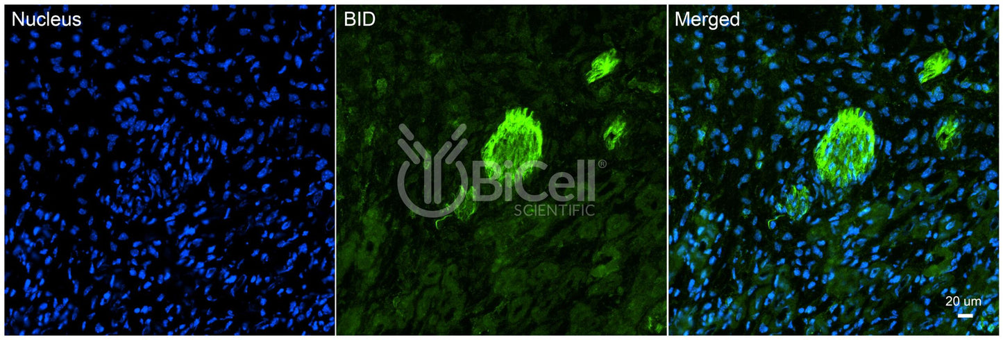 BID Antibody - Western Blot Validated