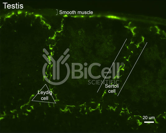 Claudin-11 (CLDN11) Antibody
