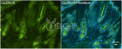 Claudin-15 (CLDN15) Antibody - Western Blot Validated