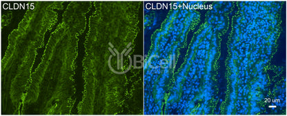 Claudin-15 (CLDN15) Antibody - Western Blot Validated