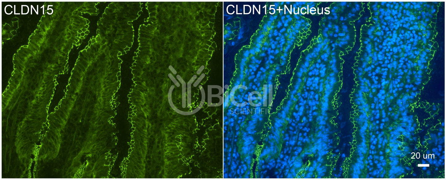Claudin-15 (CLDN15) Antibody
