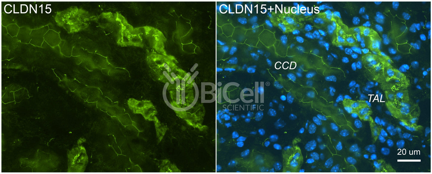 Claudin-15 (CLDN15) Antibody - Western Blot Validated