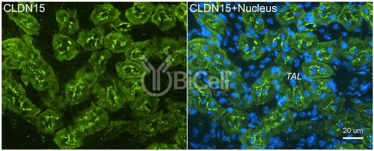 Claudin-15 (CLDN15) Antibody - Western Blot Validated