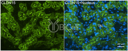 Claudin-15 (CLDN15) Antibody - Western Blot Validated