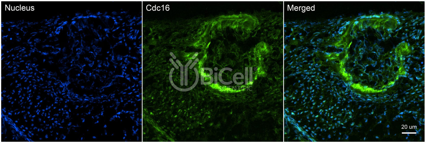CDC16 Antibody - Western Blot Validated