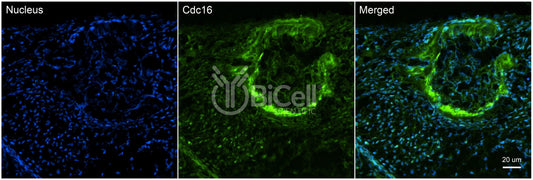 CDC16 Antibody - FFPE Validated